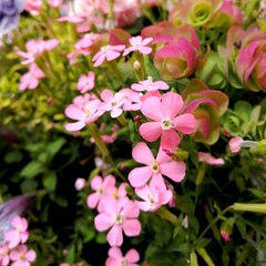 可愛い形のピンクの花