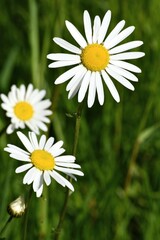 Obraz premium daisies in the garden