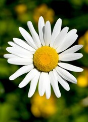 daisy flower closeup