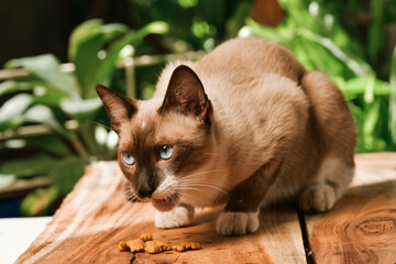 gato mexiano bonito