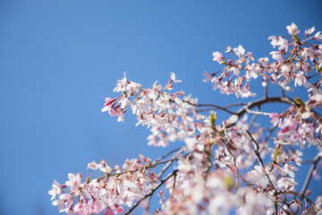 Cherry blossoms
