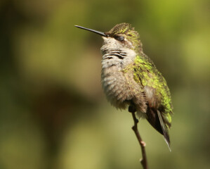 A cute green hummingbird closes his eyes resting or sleeping bird