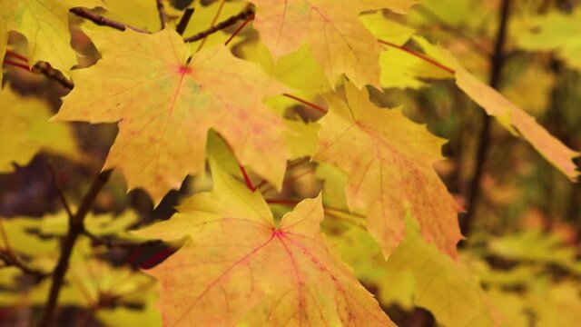 Indian Summer is a background of multicolored Canadian maple leaves waving in the wind. Looped video. Close-up.