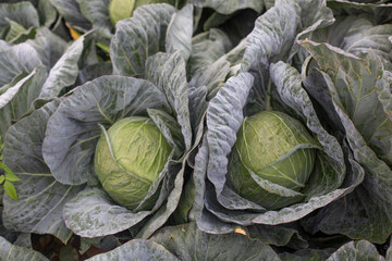 Fototapeta na wymiar Korean Cabbage at High Altitude Cool Region.