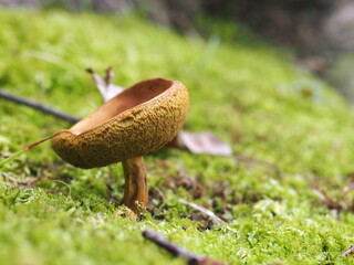 アワタケのアップ