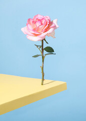 Creative composition on pastel blue background. Rose stands and balances on the edge of the table.
