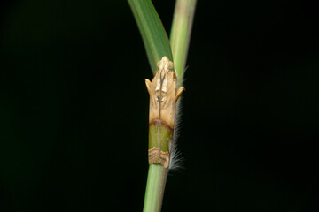 Arcola malloi, formerly Vogtia malloi, snout moth known as the alligator weed stem borer, Satara, Maharashtra, India