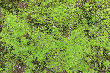 fresh green tropical moss covering growing on wet old concrete floor in garden