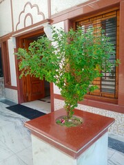 Holy basil or Ocimum tenuiflorum plant is revered in Hinduism as a manifestation of the goddess Lakshmi (Tulsi)