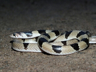 Kukri snake or Banded Kukri, Oligodon arnensis, Satara, Maharashtra, India