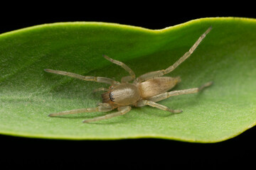 Brown sac spider, Clubiona trivialis, Satara, Maharashtra, India