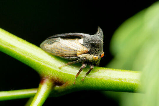 Horn tree hopper, Heteronotus nodosus , Satara, Maharashtra, India