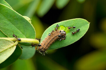 Ants hunting moth catterpiller, Satara, Maharashtra, India