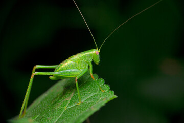 Nymph green katydid, Tettigonia species, satara  maharashtra india