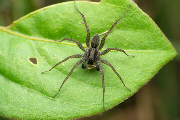 Funnel web wolf spider, Lycosa species, Satara, Maharashtra, India