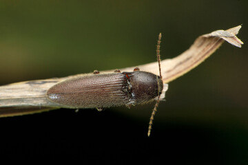 Dorsal view of Click beetle, Gambrinus species, Satara, Maharashtra, India