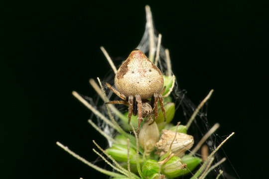 Orb weaver spider, arnea species,Satara, Maharashtra, India