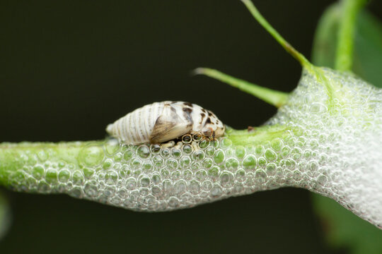 Larvae Of Spitting Bug, Satara, Maharashtra, India