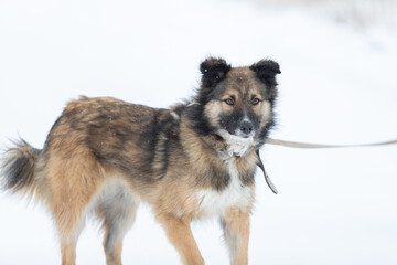 Beautiful furry dog on collar looking away outdoor at winter season on white snow background