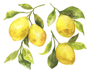 Watercolor painting of lemons hanging on a branch with green leaves. Fresh lemon citrus fruit. Botanical illustration.  Perfect for wall décor, surface design, dinnerware, greeting cards and more! 