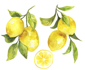 Watercolor painting of lemons hanging on a branch with green leaves. Fresh lemon citrus fruit. Botanical illustration.  Perfect for wall décor, surface design, dinnerware, greeting cards and more! 