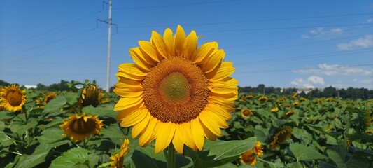 A sunflower on a sunflower field illuminated by summer sunlight. It feeds on light and grows 