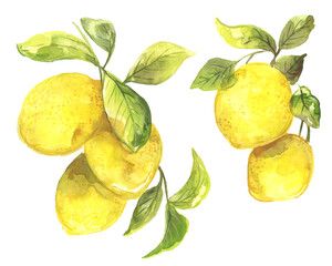 Watercolor painting of lemons hanging on a branch with green leaves. Fresh lemon citrus fruit. Botanical illustration.  Perfect for wall décor, surface design, dinnerware, greeting cards and more! 