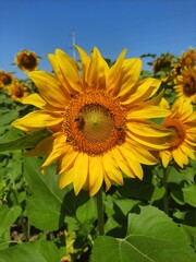 Sunflower with two bees. Summer bloom of sunflower, pollinated by 2 bees and collecting a nektar 