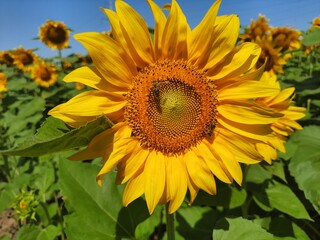 Sunflower with two bees. Summer bloom of sunflower, pollinated by 2 bees and collecting a nektar 