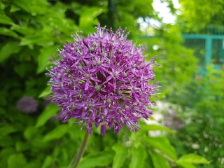 Unusual purple flower. Spring flowering of an unusual flower against a background of fresh greenery 