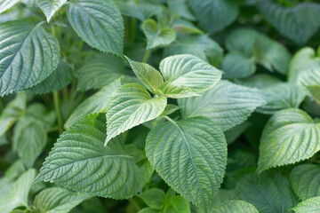 Green Perilla leaves blooming in rural fields.