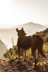 Dog in mountains