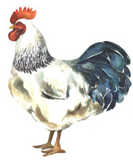 Hand painted watercolor rooster. Chicken painting. Perfect for barn décor, gift, farm life, kitchen design, dinnerware, cottage core and more! Rooster is isolated on a white background. 