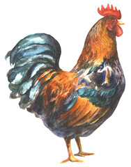 Hand painted watercolor rooster. Chicken painting. Perfect for barn décor, gift, farm life, kitchen design, dinnerware, cottage core and more! Rooster is isolated on a white background. 