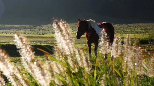 阿蘇草千里の馬とチカラシバ　朝日