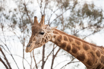 Giraffe
