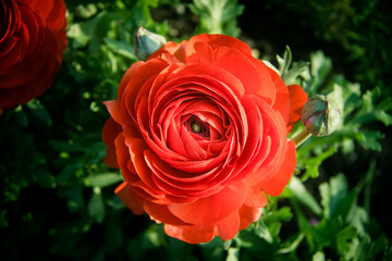 Macro of red rose on dark green background, pink rose and the light on the petals in the garden