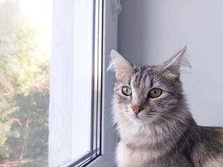 Gray fluffy cat teenager with green eyes sits on the window. A young cat looks thoughtfully out the window. The concept of cute adorable pets.
