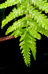 Close-up of fern leaves touching sunlight against dark background