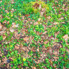 Sprouts of various green grasses, fallen tree leaves, buds and branches, texture of spring forest floor