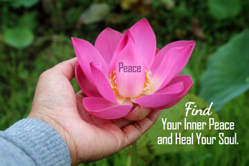 Single word - peace on pink lotus flower or Nelumbo nucifera blossom in hand. With inspirational...