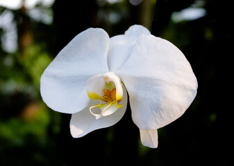 Fototapeta na wymiar Close-up of white orchids against dark background