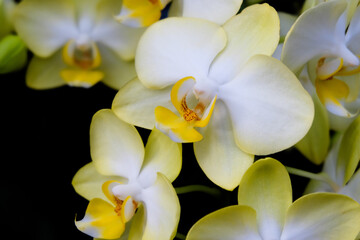 Close-up of white orchids against dark background.
