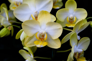 Naklejka na ściany i meble Close-up of white orchids against dark background.