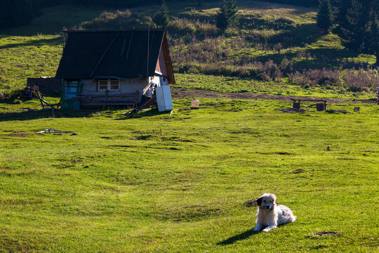 cute sheepdog near the shepherds shed. white animal laying on the grass