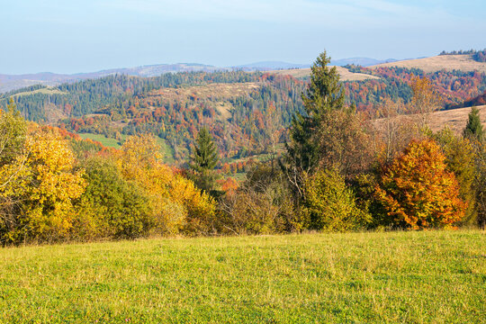 autumnal countryside scenery in mountains. trees in colorful foliage on the grassy meadows. hills rolling in to the distance. wonderful environment of carpathians in fall season on a sunny day