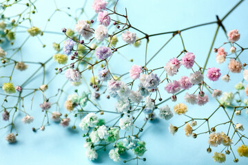 Beautiful colorful gypsophila flowers on color background, closeup