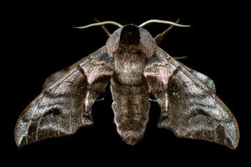 hawk moth butterfly on a black background