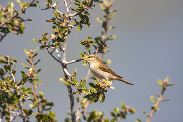 Willow Warbler (Phylloscopus trochilus) perched on a tree branch