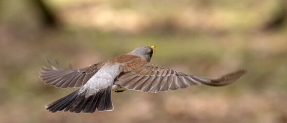 fieldfare flight on brown